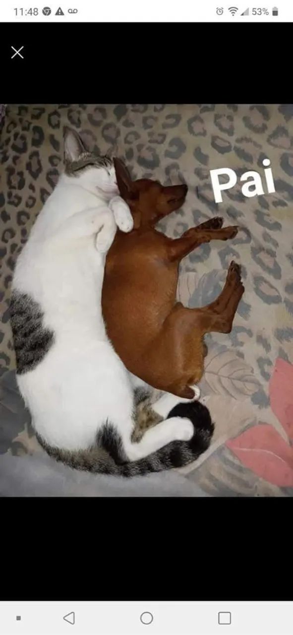 Pinscher com Chihuahua  - Foto 4