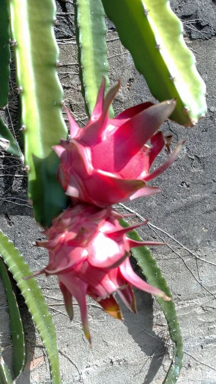 Mudas de Pitaya