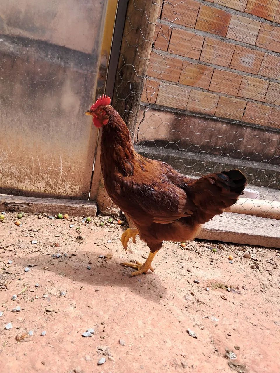 Frango Rhode - Foto 5