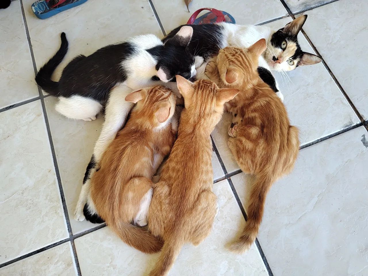 Doa-se esses lindos gatinhos. Estão todos saudáveis. Já comem Ração !!! 
