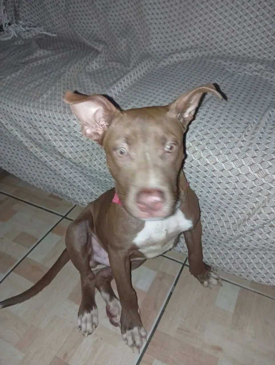 Cachorro  - Foto 3