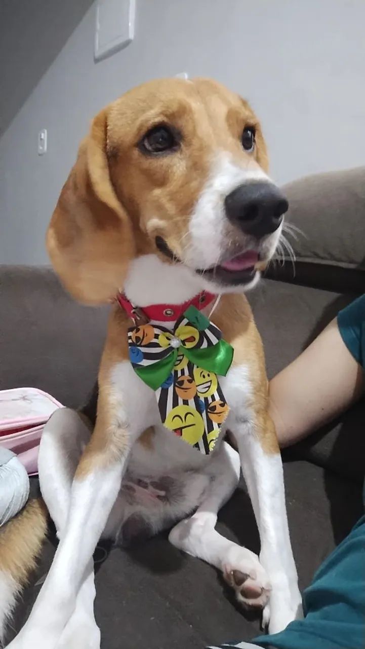 Beagle a procura de namorada. - Foto 2
