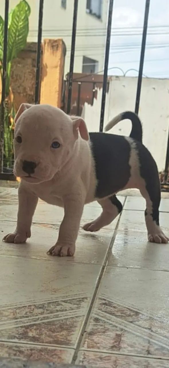 Cachorro - Foto 2