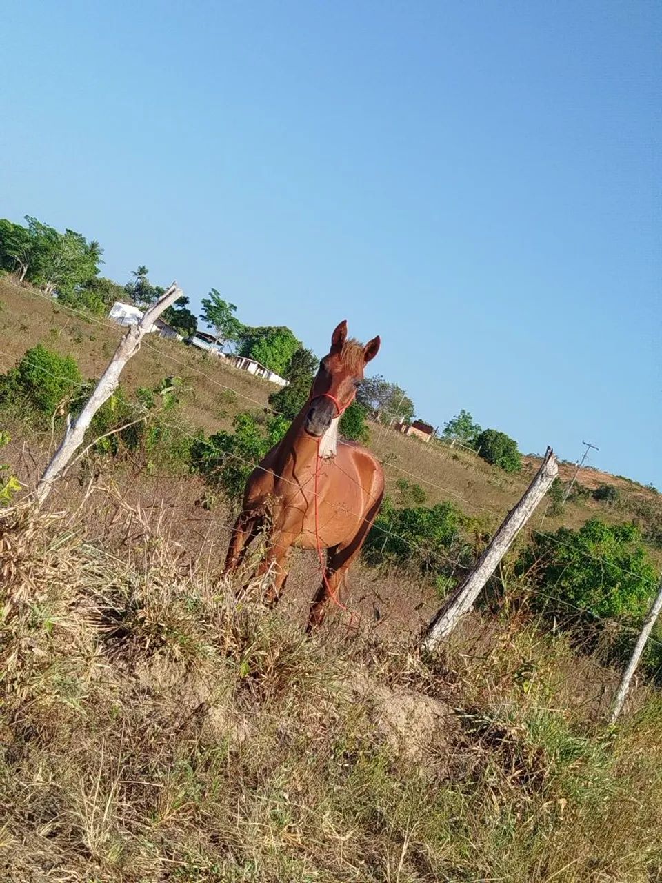 Potra místiça  de quarto de milha com criolo  - Foto 4