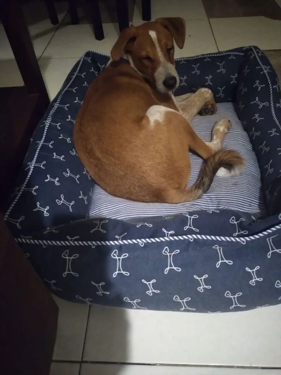 DOAÇÃO - filhote macho