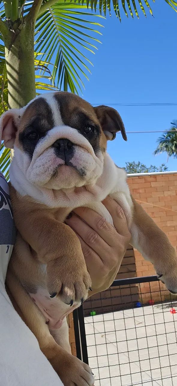 Bulldog Inglês macho  - Foto 3