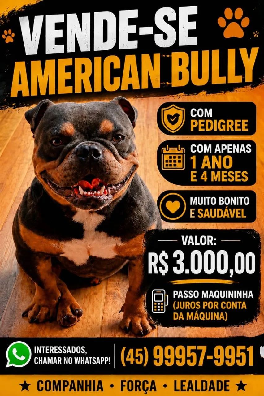 American bully 