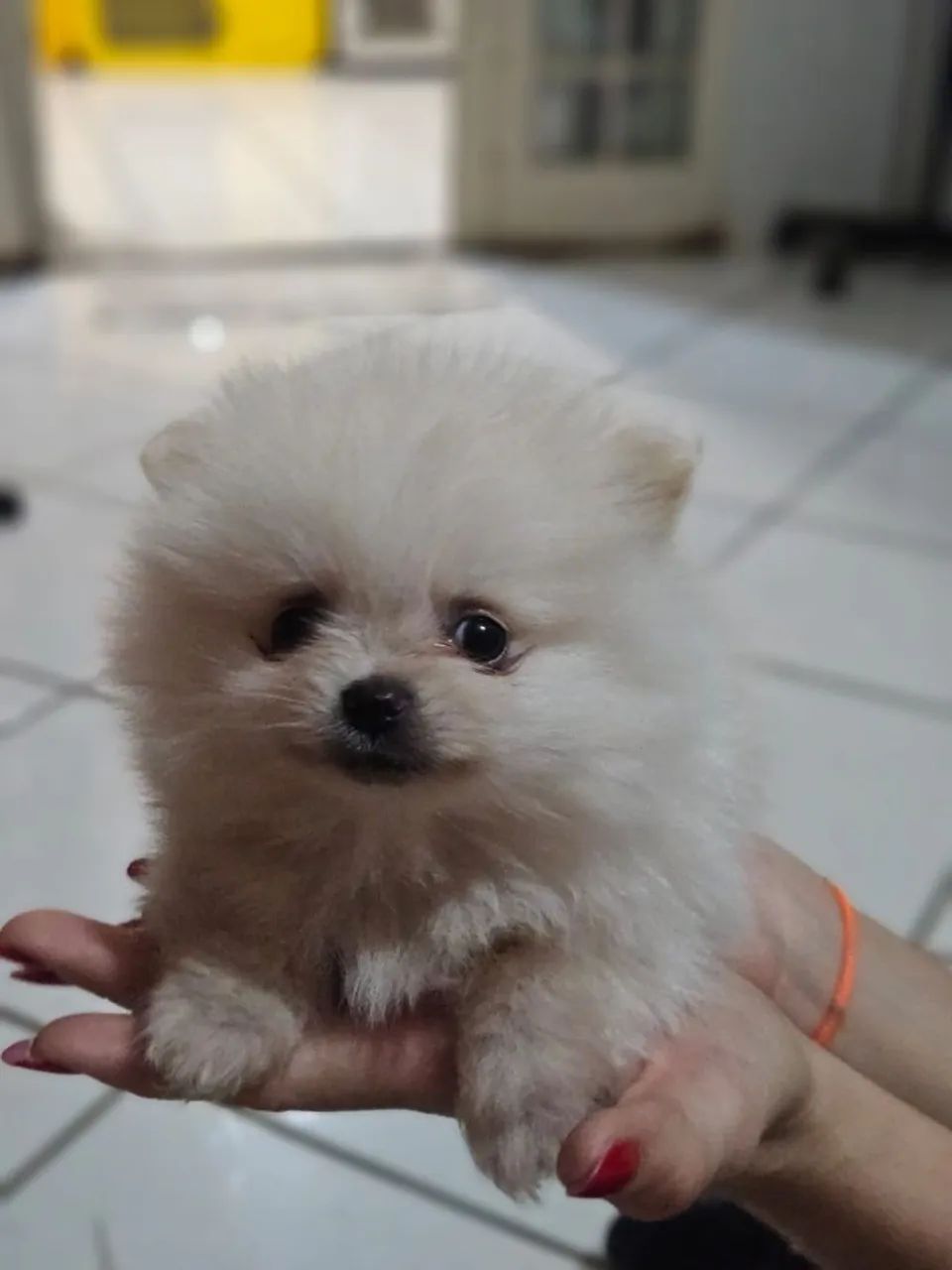 Spitz Alemão anão micro - Foto 2