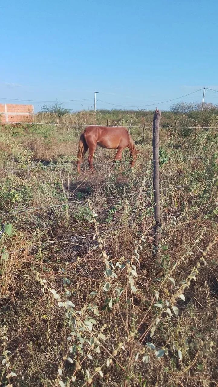 Égua sem serviço  - Foto 2