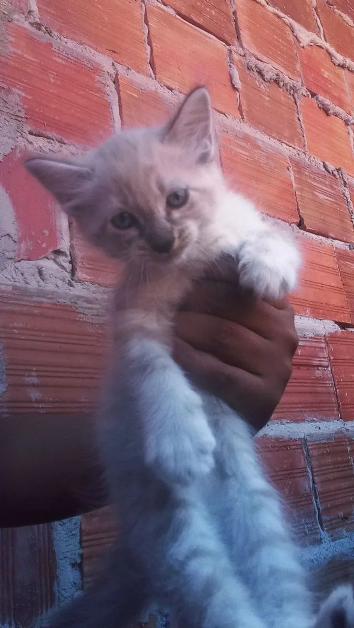 Gatinho branco 