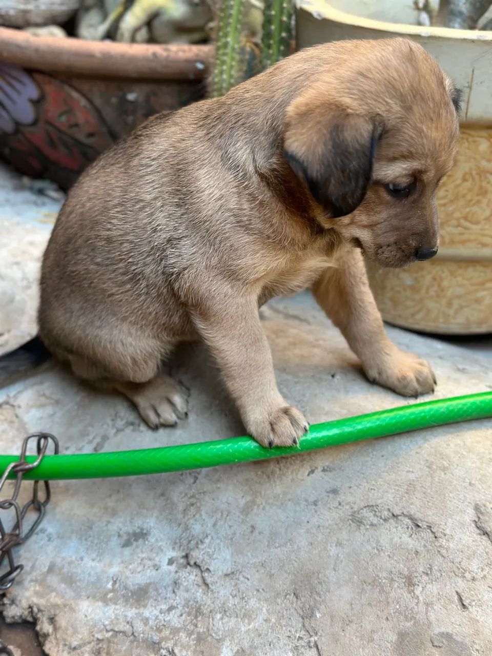 Cachorro para adoção  - Foto 3