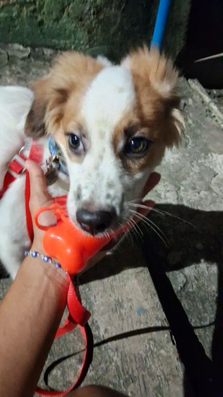 Cachorro  - Foto 3