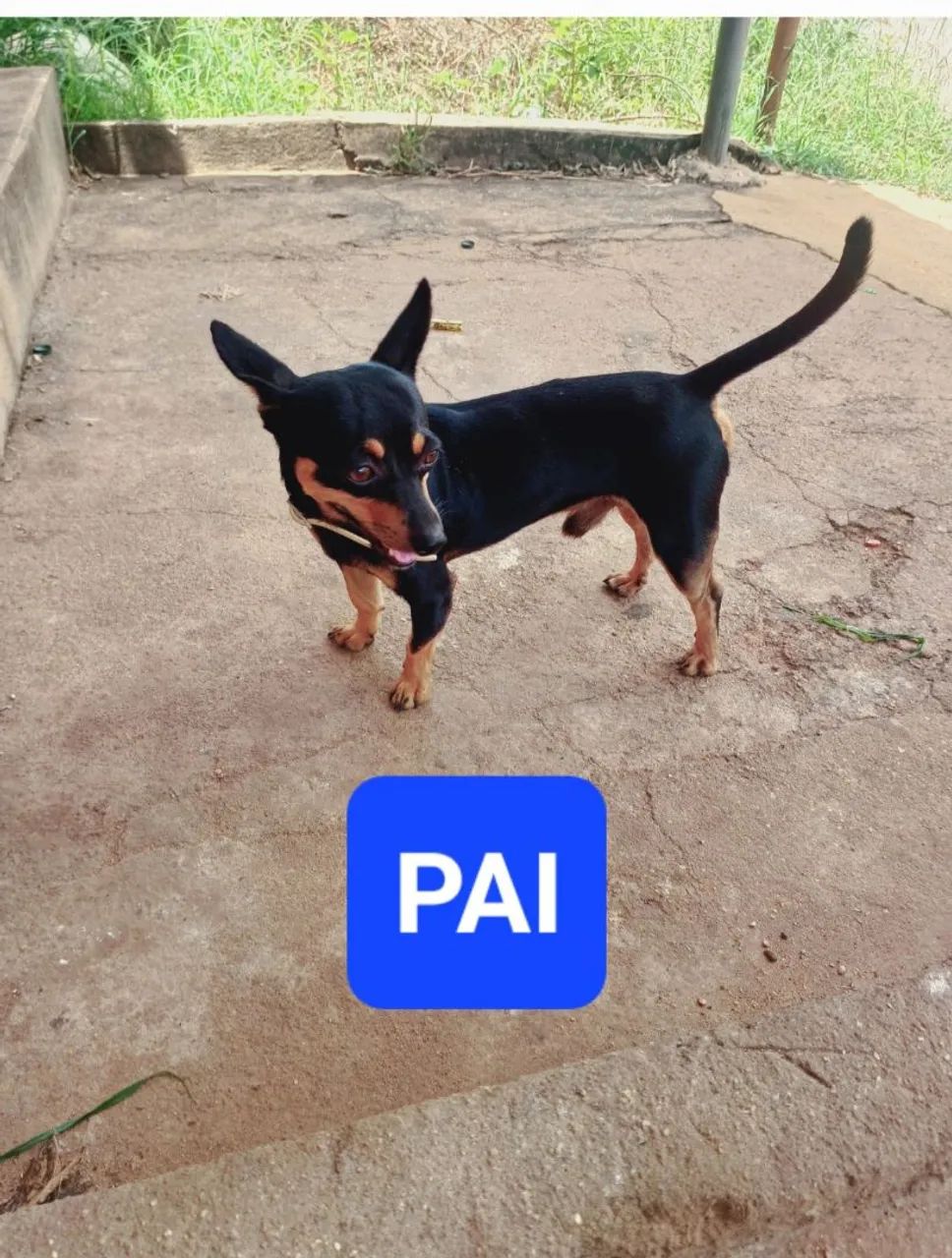 2 filhotes  - Foto 3