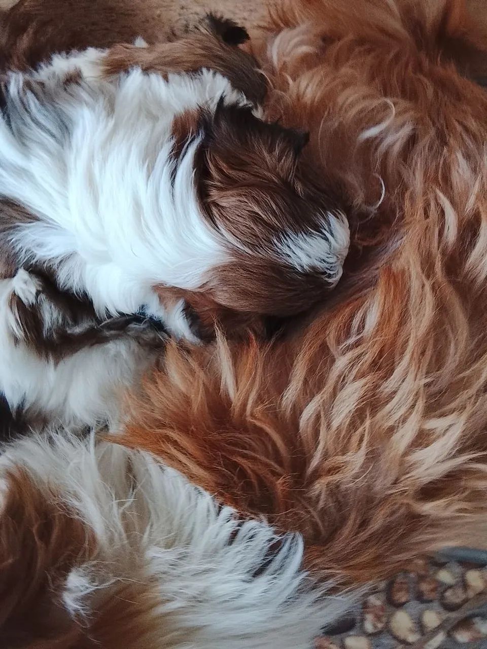 Cachorro - Foto 4