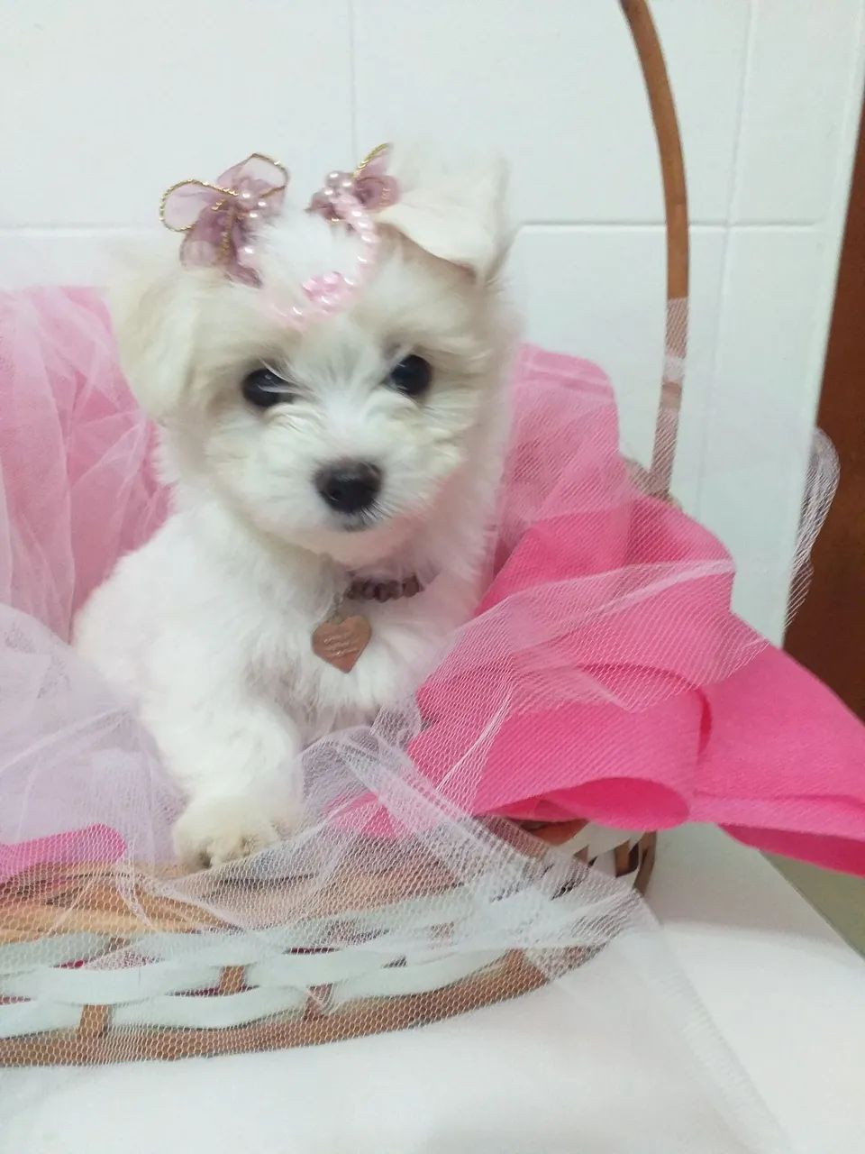 Maltês com pedigree  - Foto 4