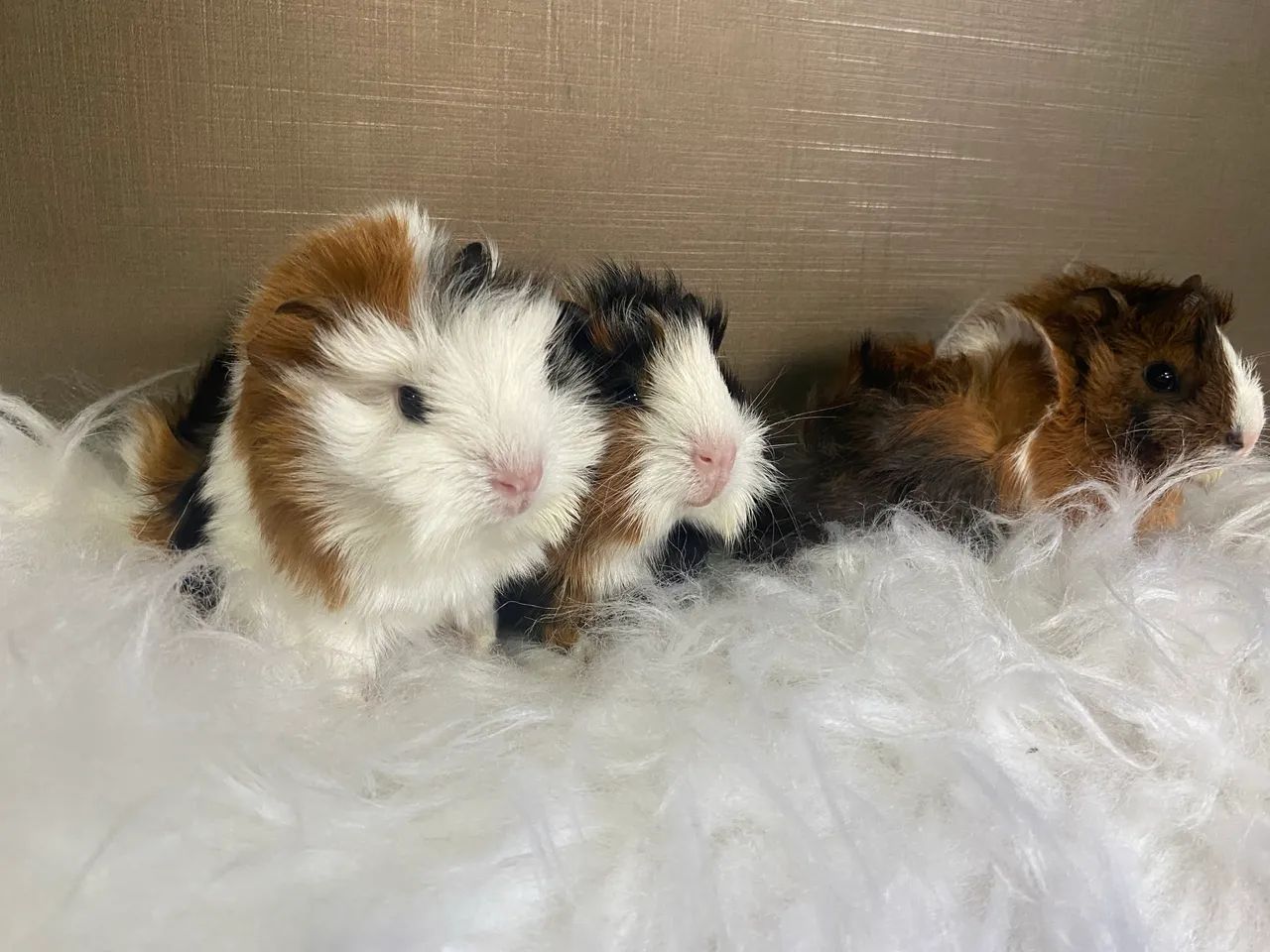 Porquinho da índia abissínio (pelo arrepiado)