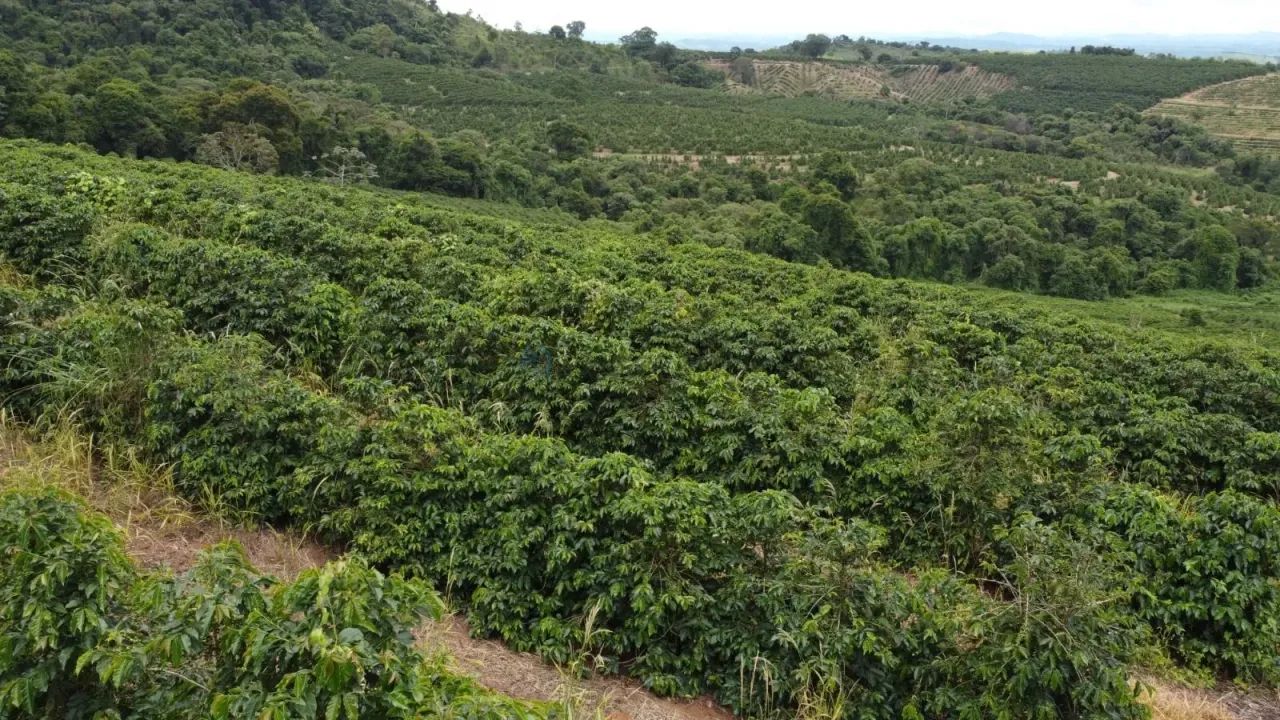 CAFÉ  PRODUÇÃO E QUALIDADE - Foto 3