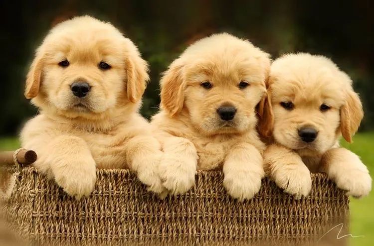 Golden retriever com garantia de saúde 