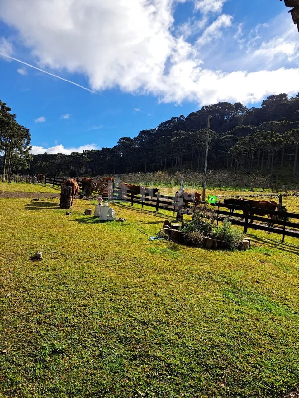 Sítio à venda em Bom Jardim da Serra - Foto 3