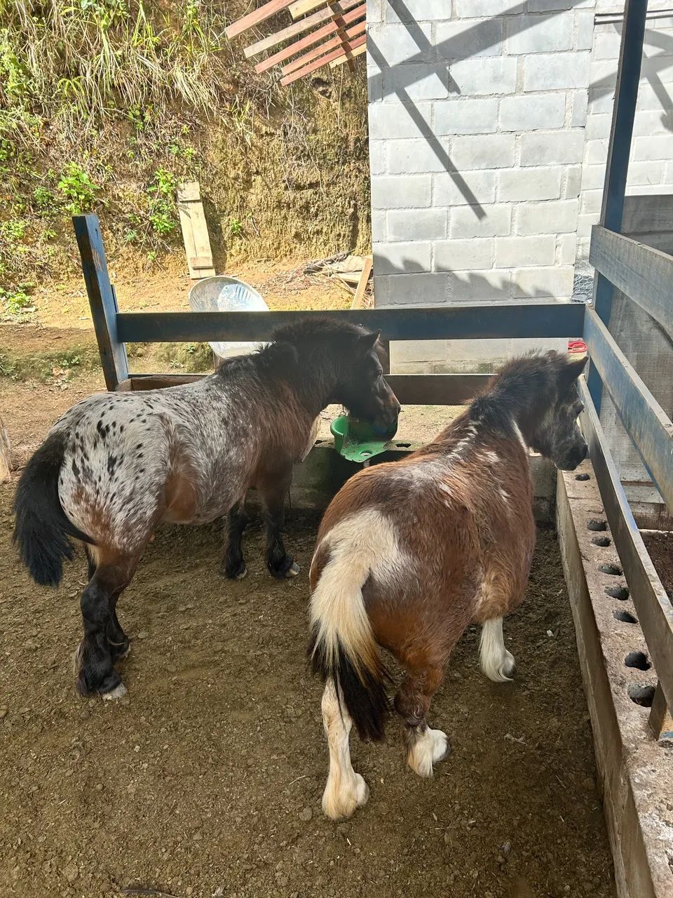 OPORTUNIDADE - MINI PÔNEI  - Foto 4