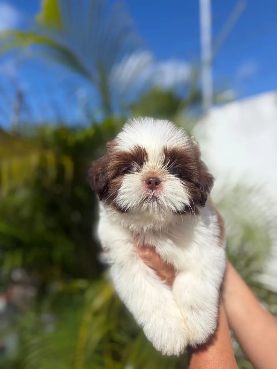 Shih tzu MACHO olhos azuis 