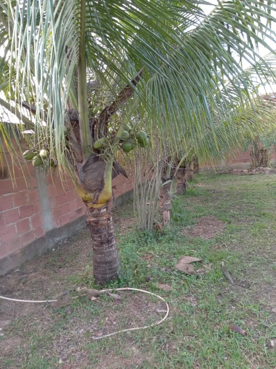 Vendo terrenos em Campo Lindo Seropédica a 100 metros do asfalto - Foto 8