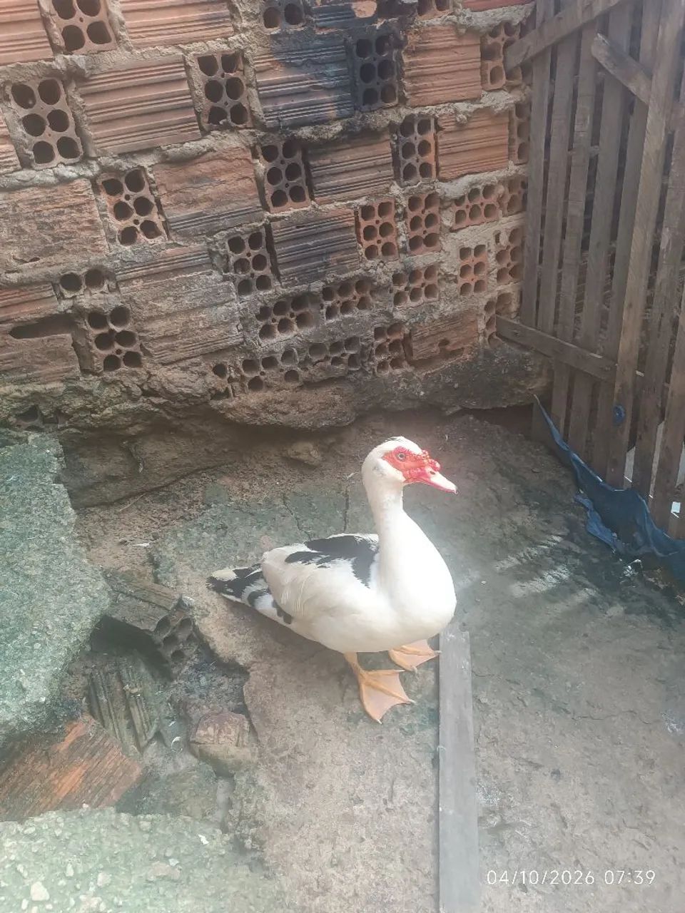 Pato