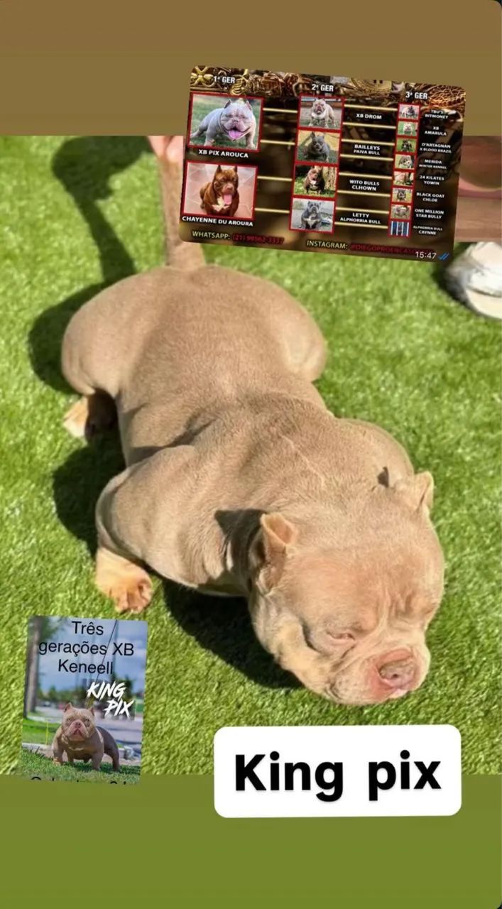 American bully padreador  - Foto 4