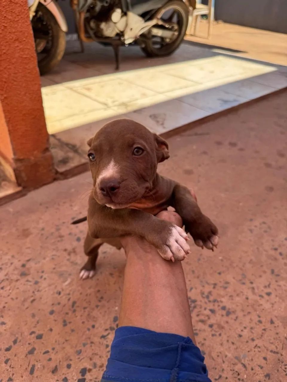 Filhote de pitbull  - Foto 2