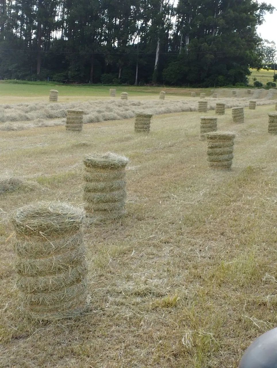 Venda de fenos grama estrela  - Foto 2