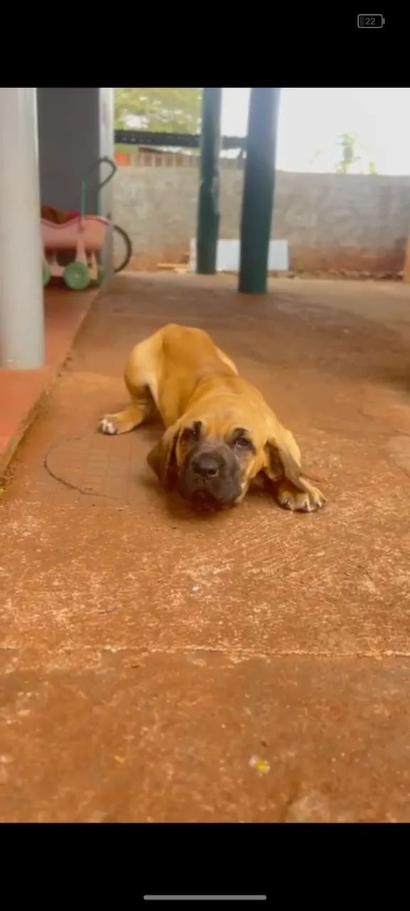 Fila brasileiro  - Foto 2