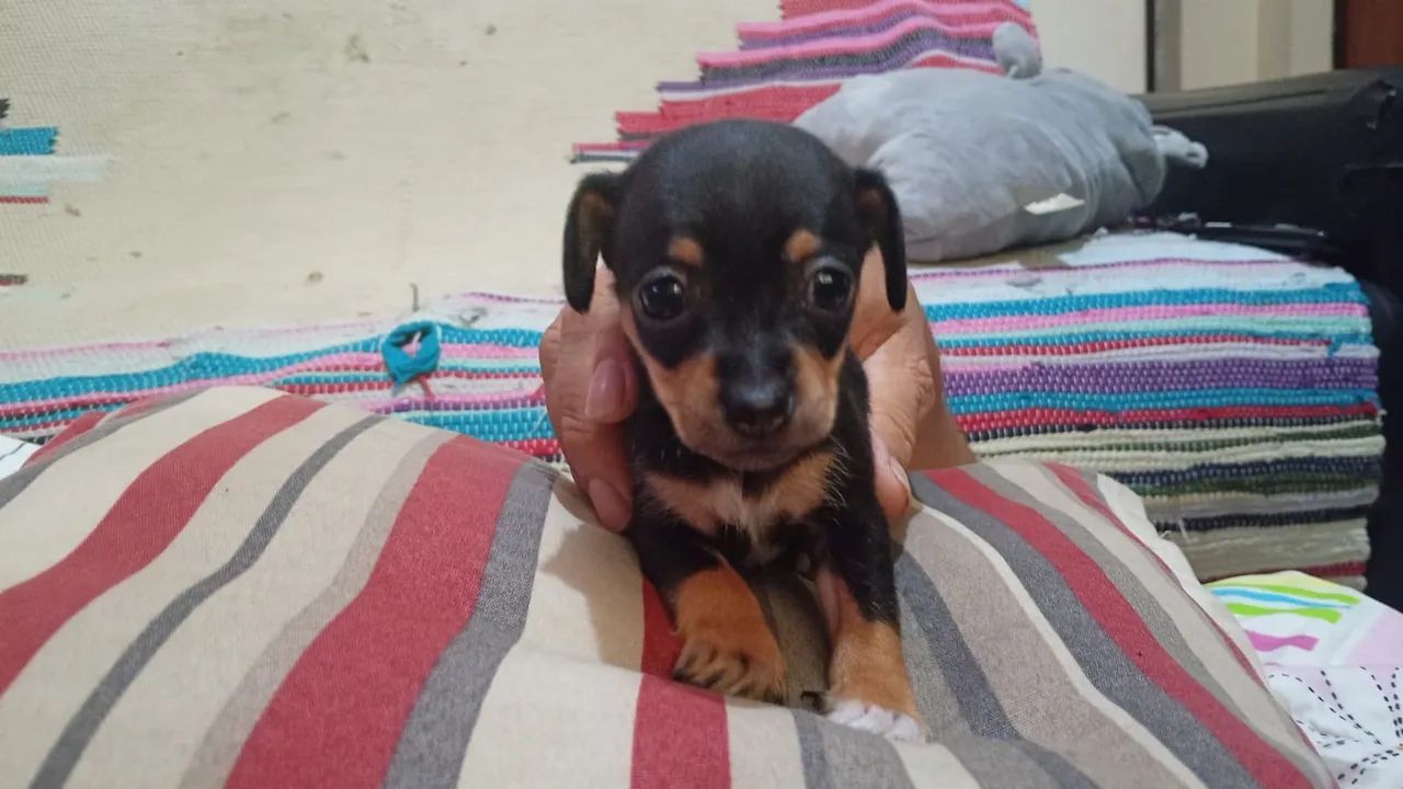 Cachorro pinscher zero