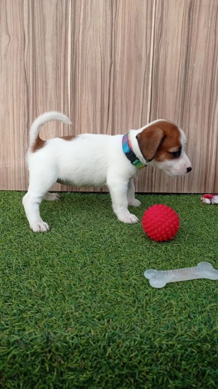Jack Russell terrier pelo curto e pelo longo  - Foto 3