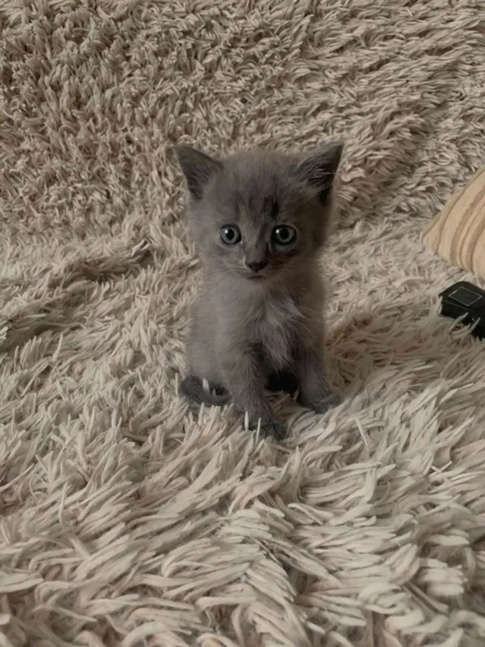 Nebelung - lindos filhotes 