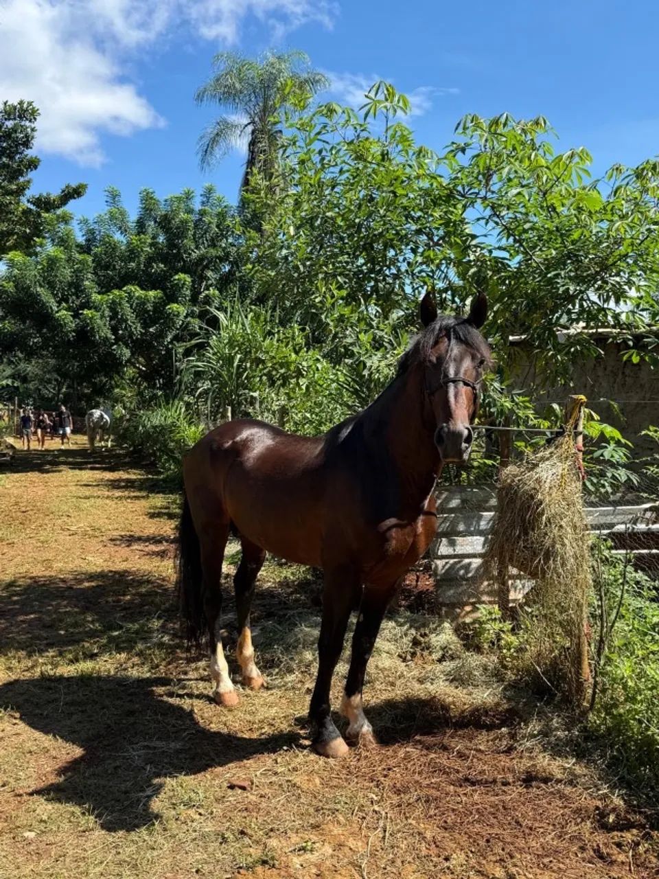 Cavalo - Foto 3