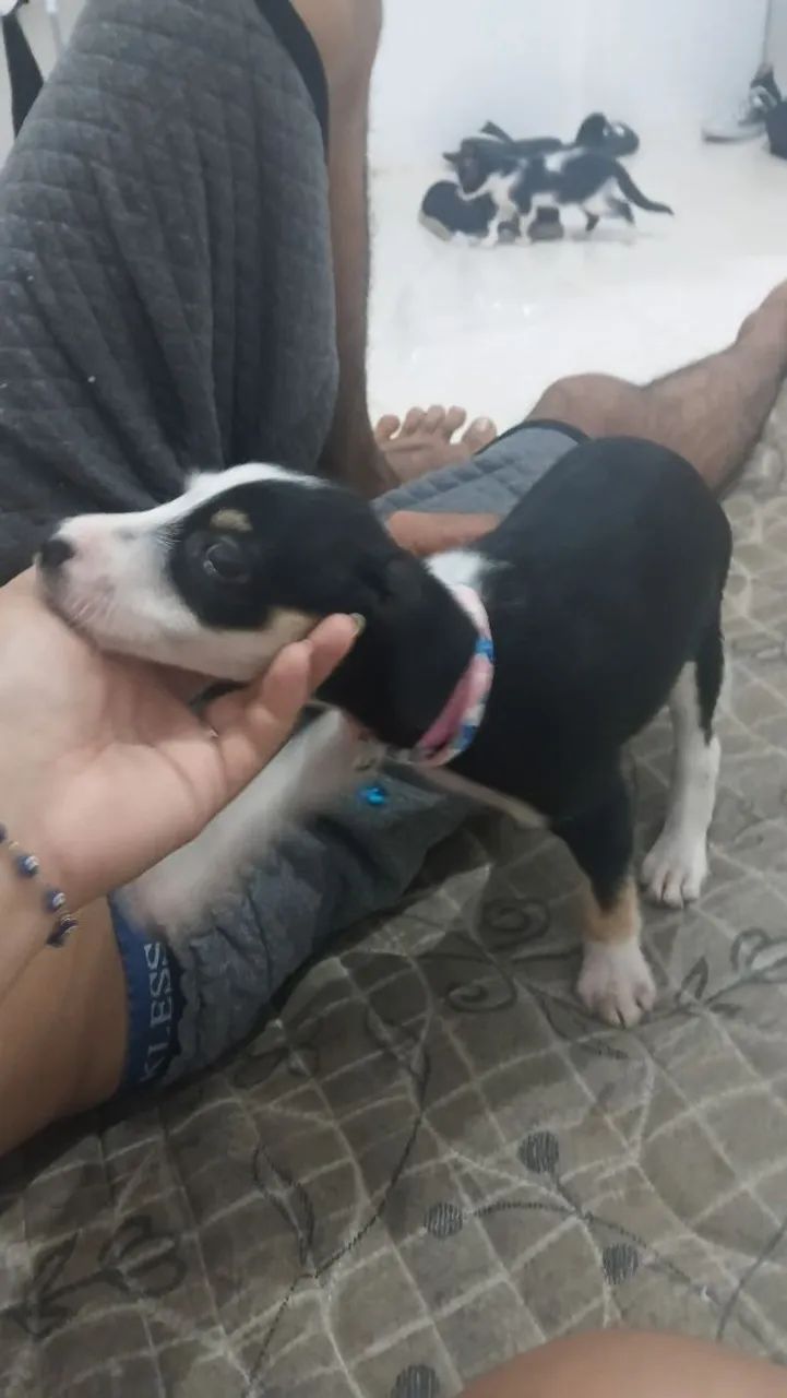 Doa-se cachorrinha 