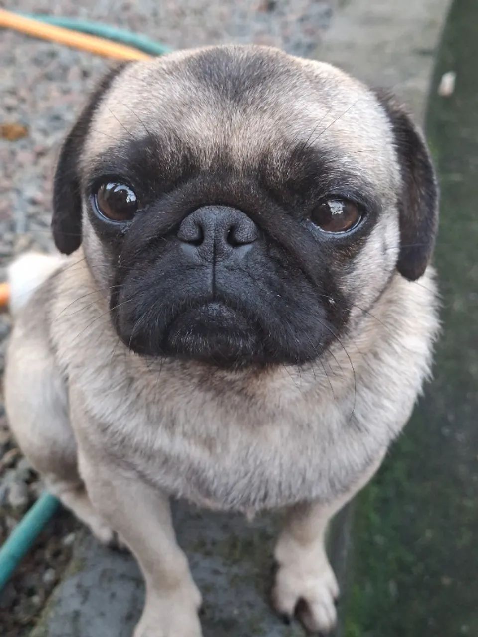 Vendo pug 