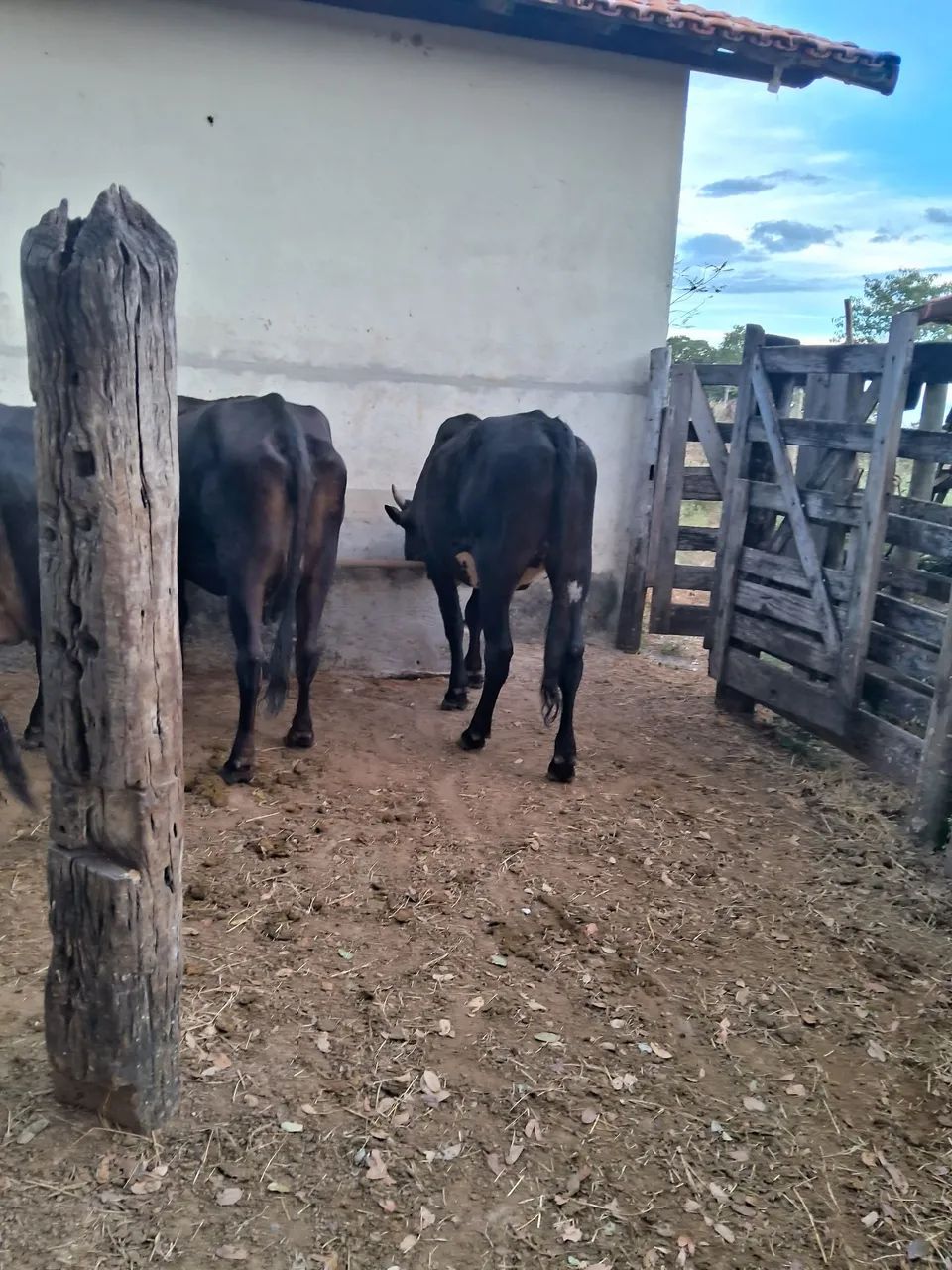 Gado de corte/ Barato - Foto 4