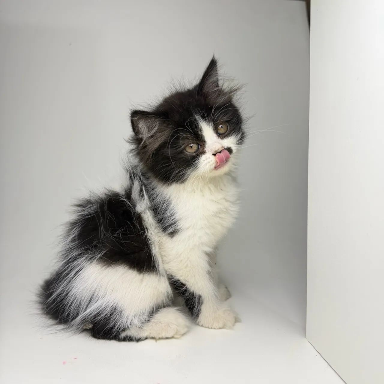 Gata persa - Foto 2