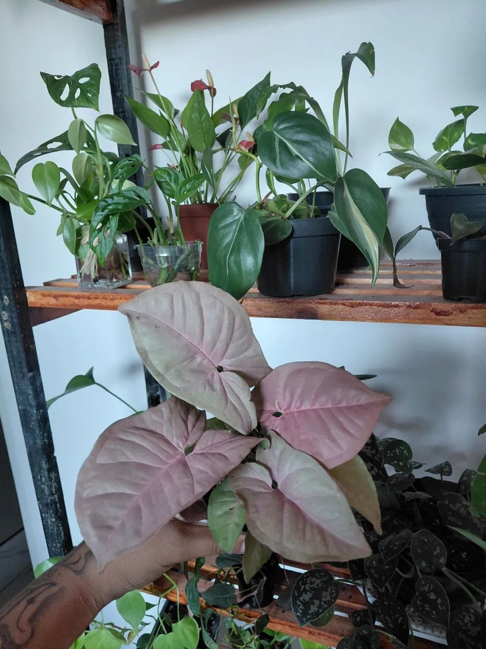 Plantas - Foto 2