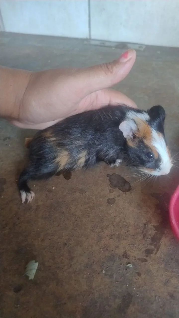 porquinho da índias filhotes machos  avenda por 70reais - Foto 2