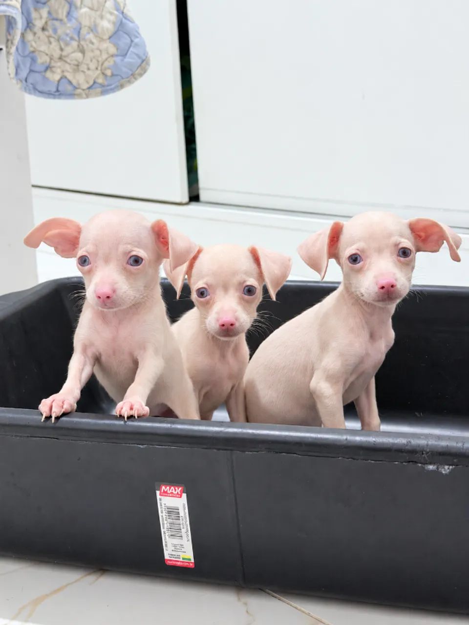 Pinscher Albino (macho e fêmea)