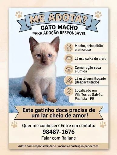 Gato macho para adoção responsável 