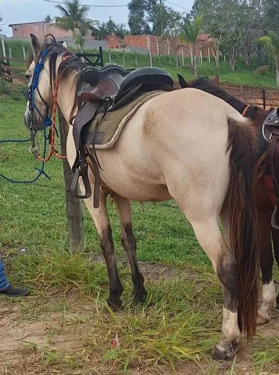 Cavalo marcha picada 