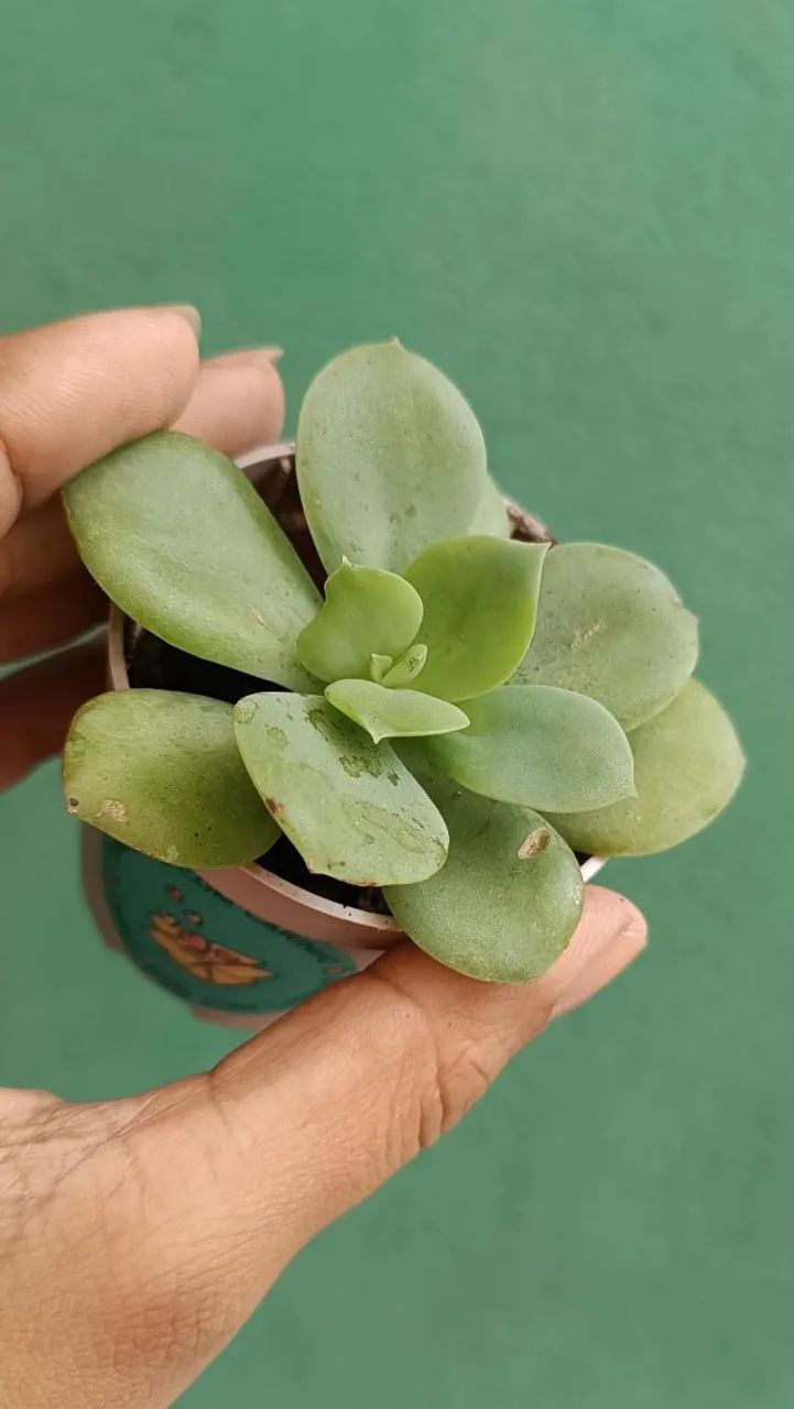 Plantas - Foto 3