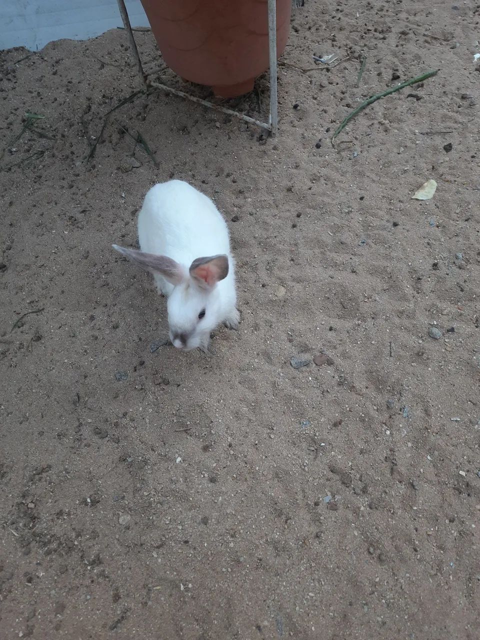 Coelhos  - Foto 2