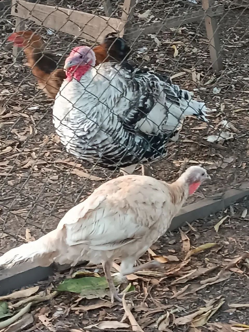 Perus Jovens 65126370451714121