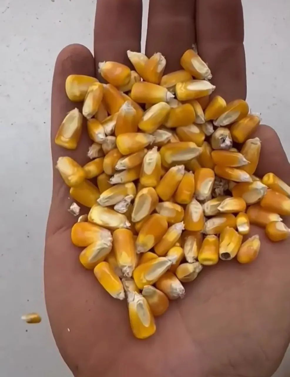 Milho Padrão 2 Consumo Animal Safra 2024 somente ensacado!