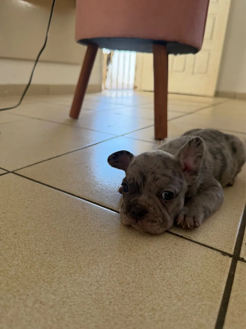 Filhotes de Buldogue francês  - Foto 2