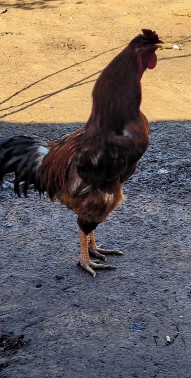 Índio Gigante  - Foto 2